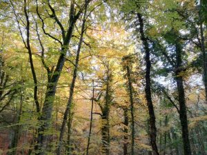 Foresta Umbra